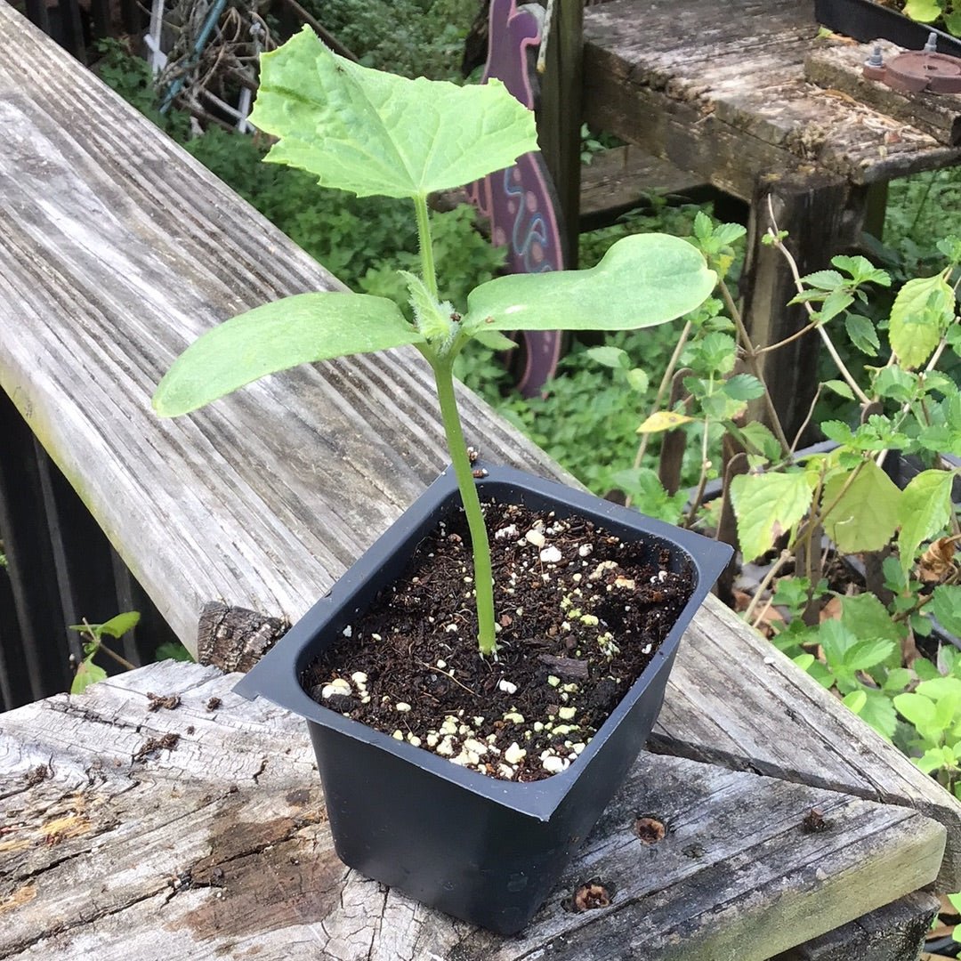 Cucumber - Sooyow Nishiki - Whitwam Organics