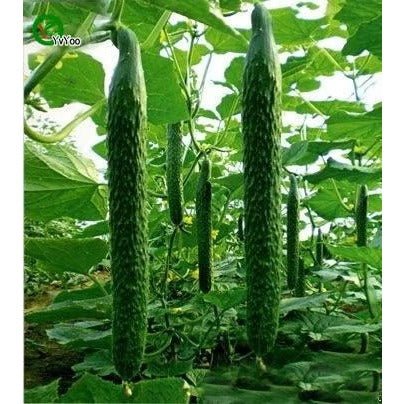 Cucumber - Sooyow Nishiki - Whitwam Organics