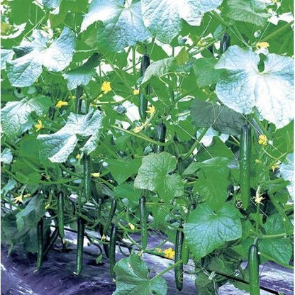 Cucumber - Summer Dance - Whitwam Organics