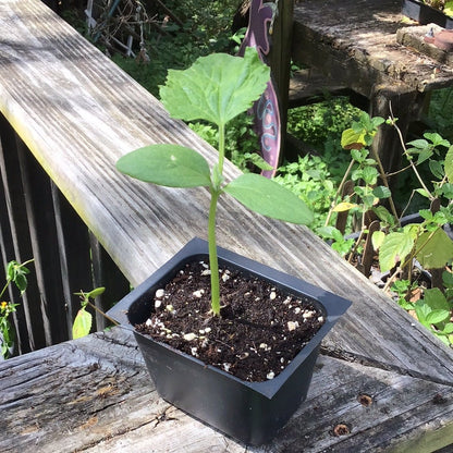 Cucumber - Summer Dance - Whitwam Organics