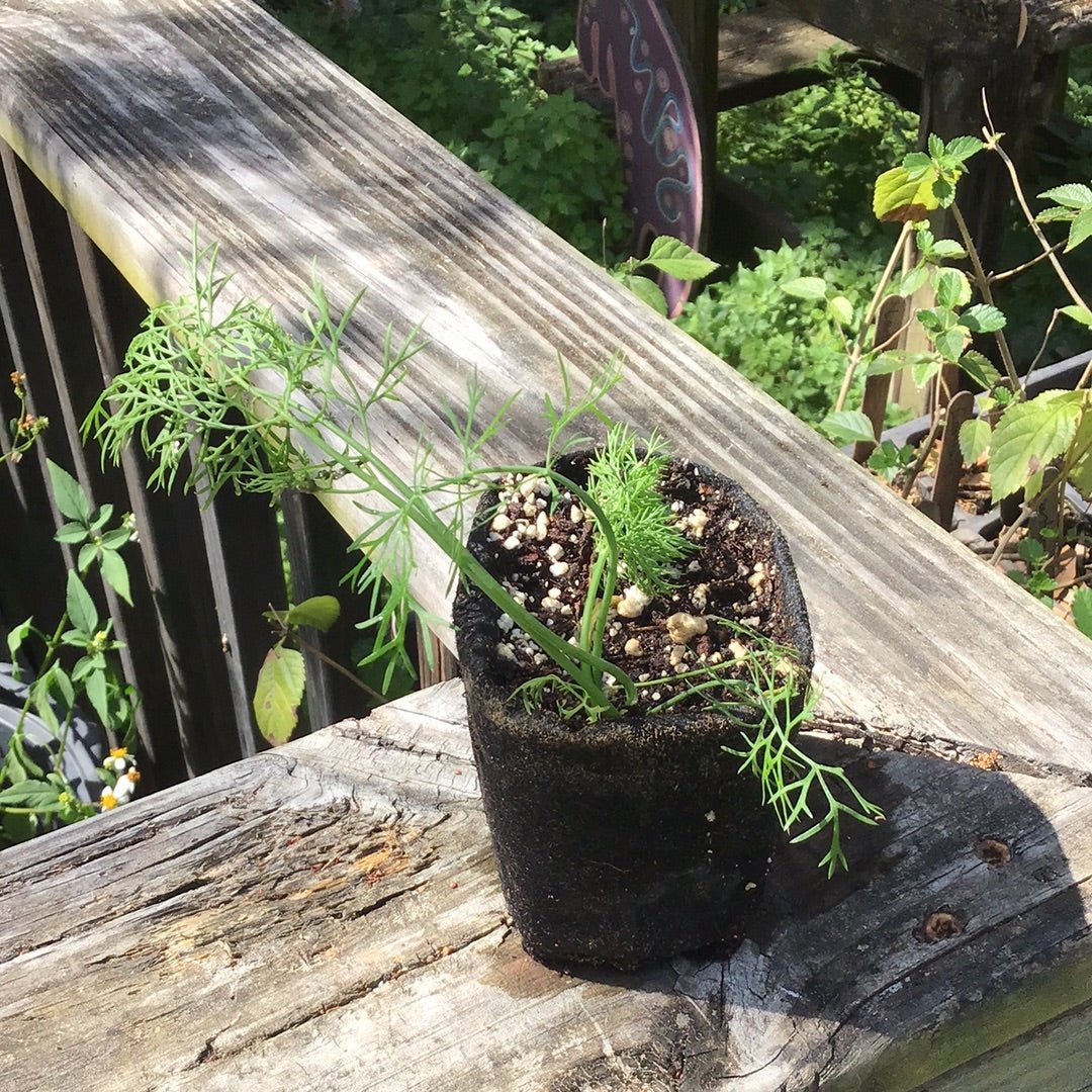 Dill - Dukat - Whitwam Organics