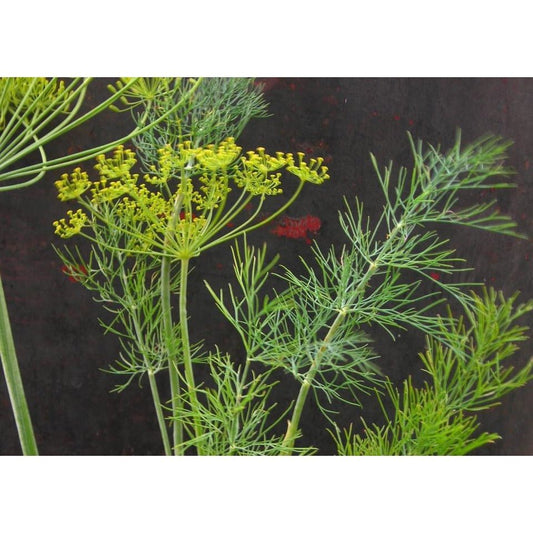 Dill - Dukat - Whitwam Organics