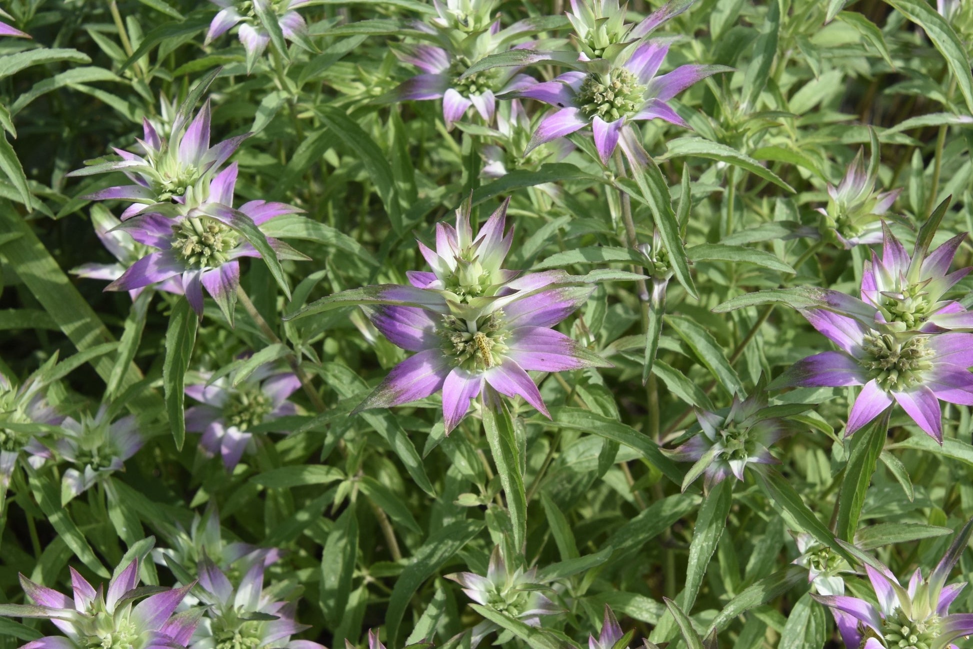 Dotted Horsemint Spotted Bee Balm (Florida Native) - Whitwam Organics