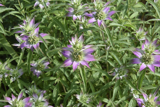 Dotted Horsemint Spotted Bee Balm (Florida Native) - Whitwam Organics