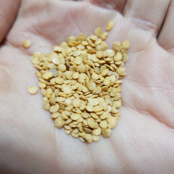 Eggplant - Black Beauty Italian - Whitwam Organics