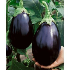 Eggplant - Black Beauty Italian - Whitwam Organics