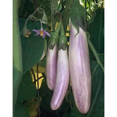 Eggplant - Chinese Bride - Whitwam Organics