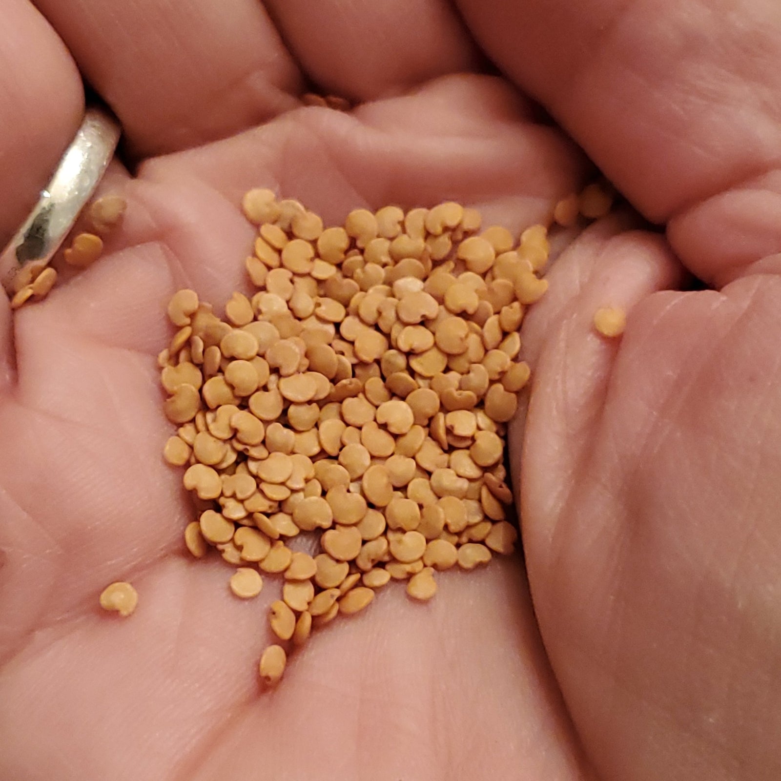 Eggplant - Chinese Bride - Whitwam Organics