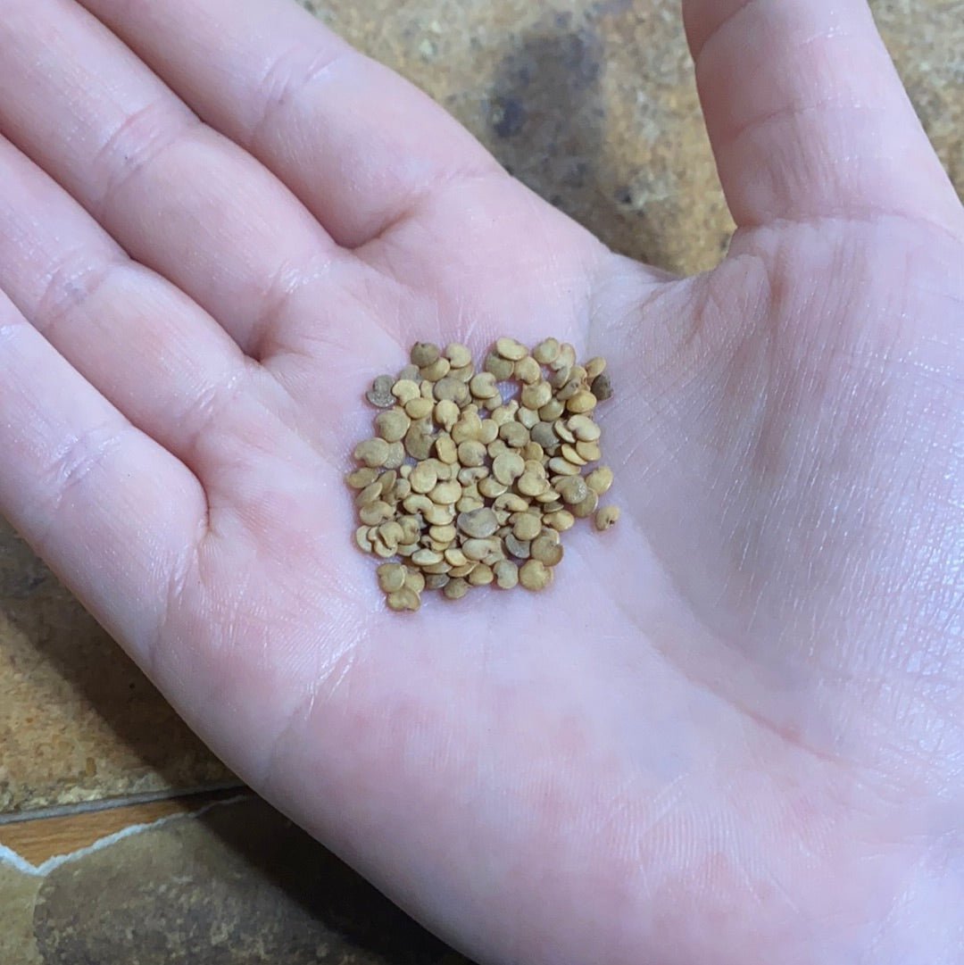 Eggplant - Florida Market (Florida Heirloom) - Whitwam Organics