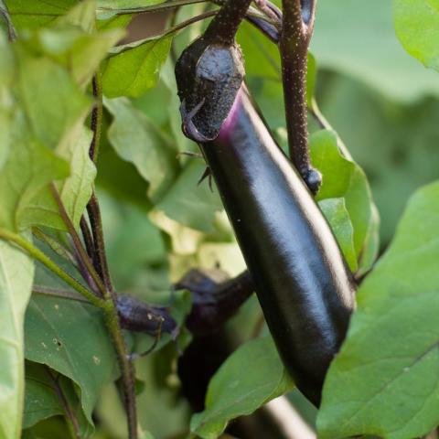 Eggplant - Shoya Long Japanese - Whitwam Organics