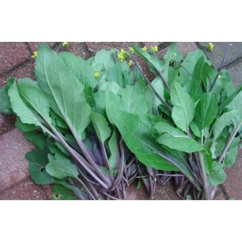 Flowering Brassica - Kosaitai Purple Choi Sum - Whitwam Organics