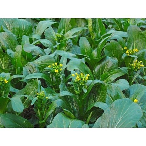 Flowering Brassica - Yu Choi Sum - Whitwam Organics