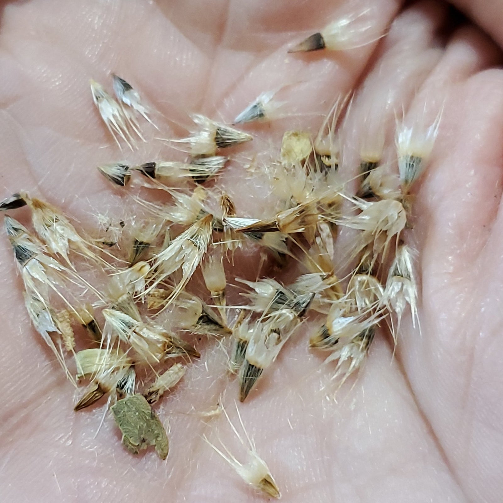 Gaillardia - Indian Blanket Flower G. pulchella (Florida - Friendly) - Whitwam Organics
