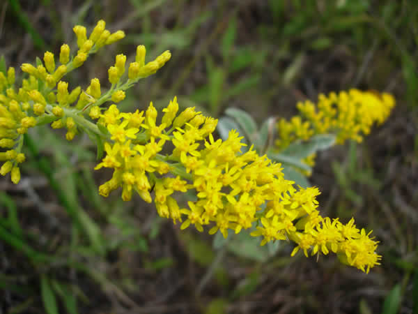 Goldenrod - Old Field Goldenrod (Solidago nemoralis) (Florida Native) - Whitwam Organics