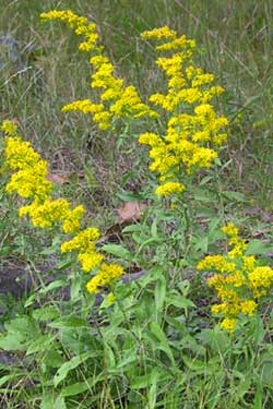 Goldenrod - Old Field Goldenrod (Solidago nemoralis) (Florida Native) - Whitwam Organics