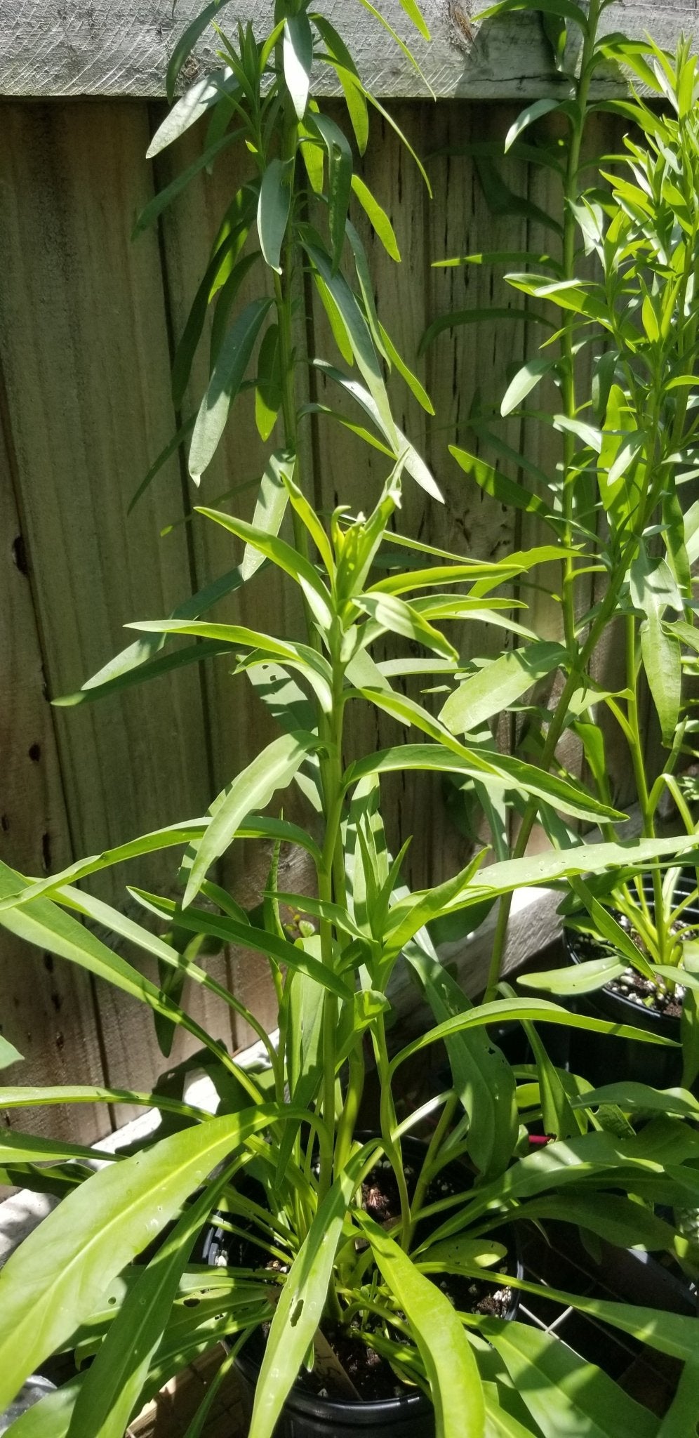 Goldenrod - Seaside Goldenrod (Solidago mexicana)(Florida Native) - Whitwam Organics