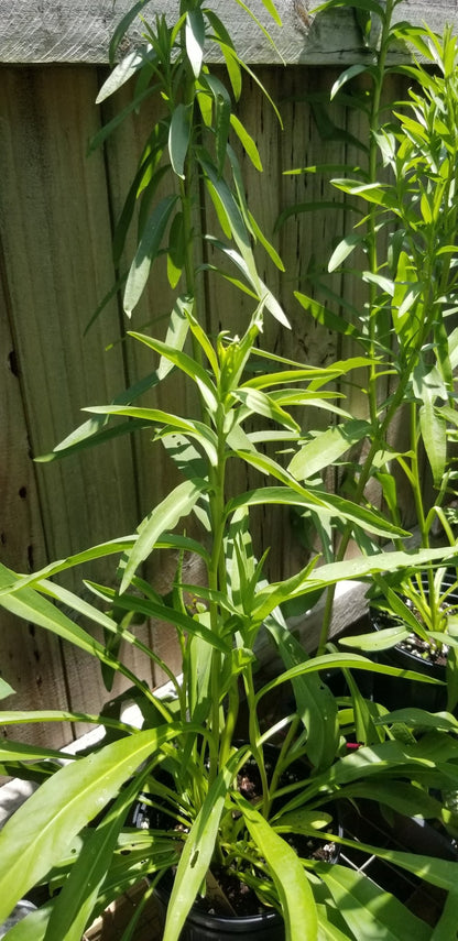 Goldenrod - Seaside Goldenrod (Solidago mexicana)(Florida Native) - Whitwam Organics