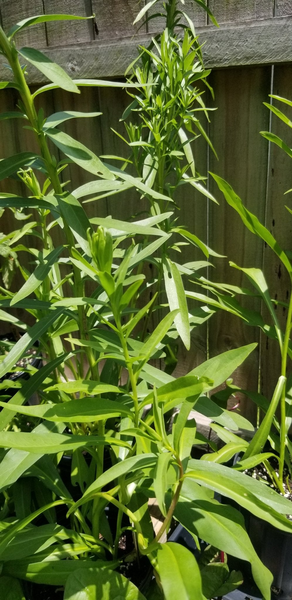 Goldenrod - Seaside Goldenrod (Solidago mexicana)(Florida Native) - Whitwam Organics