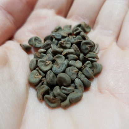 Hibiscus - Roselle, Jamaican Sorrel, Florida Cranberry (Hibiscus sabdariffa) - Whitwam Organics