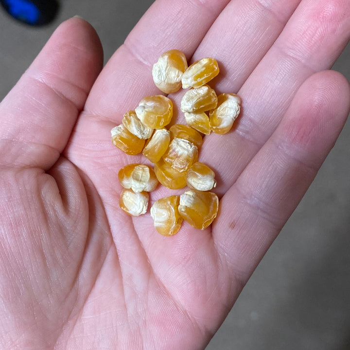 Corn- Golden Bantam Sweet Corn- (Heirloom)