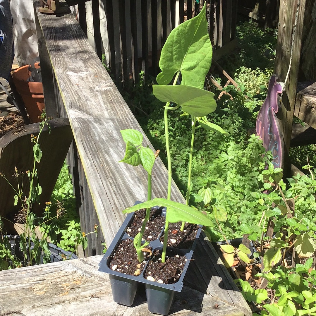 Bush Bean-Tendergreen Improved