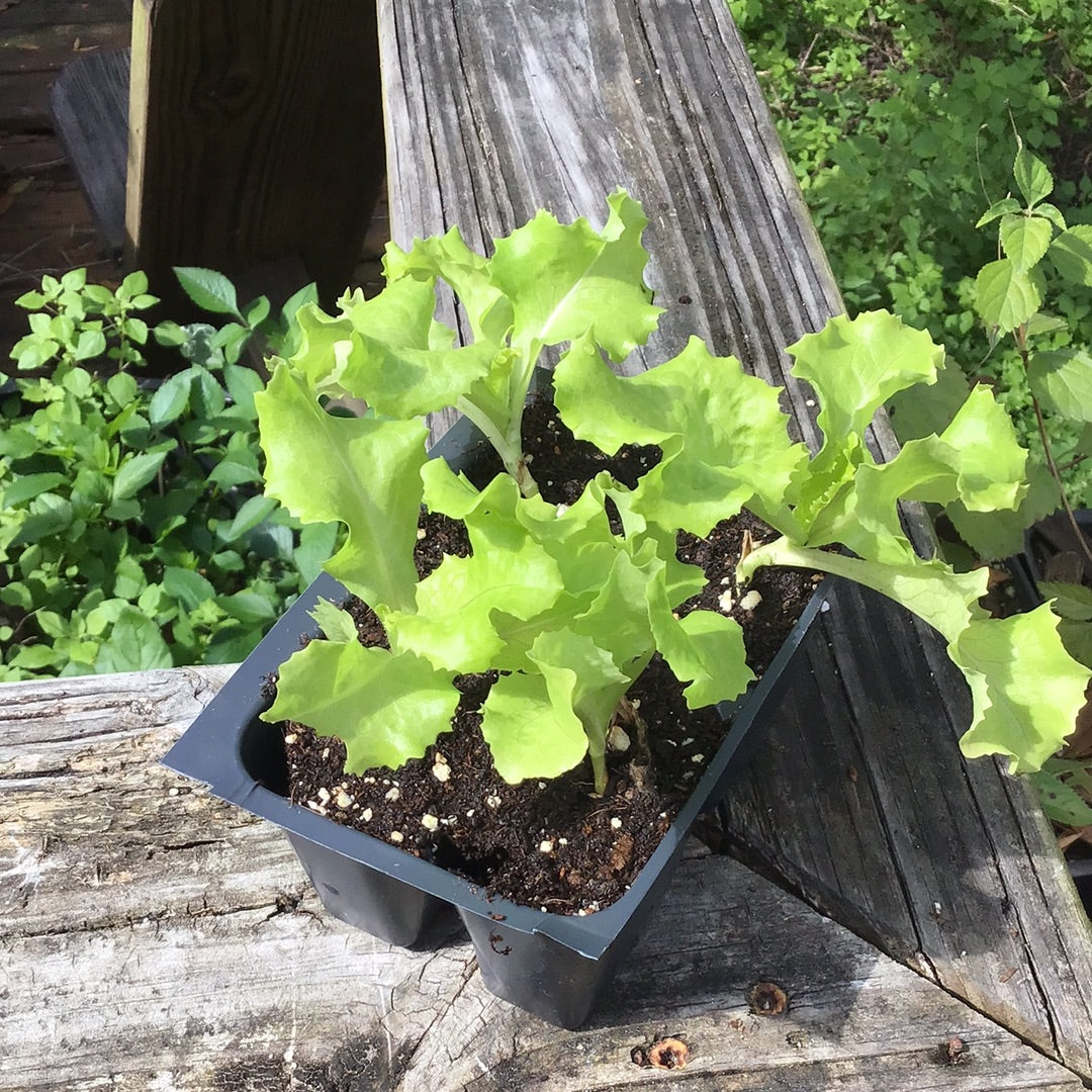 Lettuce- Grand Rapids TBR Leaf (Heirloom)