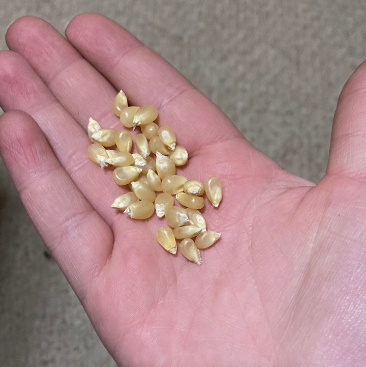 Corn- White Japanese Hulless Popcorn- (Heirloom)
