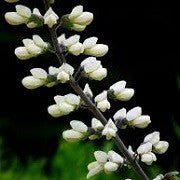 Indigo - White Wild (Baptisia alba) (Florida Native) - Whitwam Organics