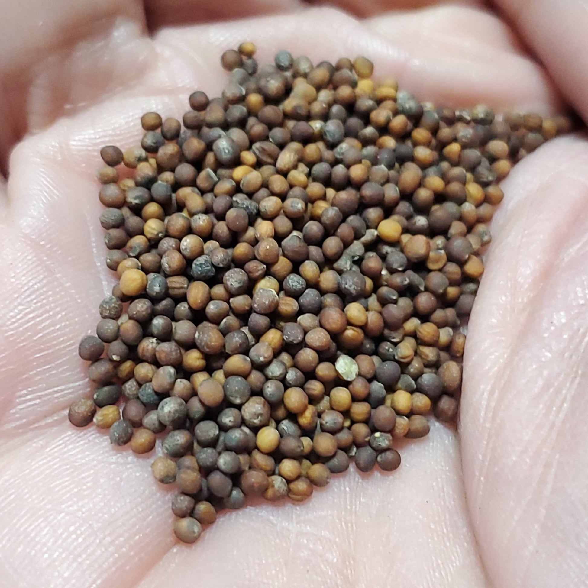 Kale - Blue Curled (Heirloom) - Whitwam Organics