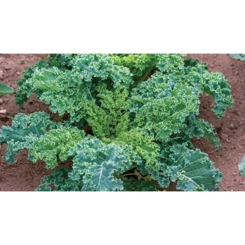 Kale - Blue Curled (Heirloom) - Whitwam Organics