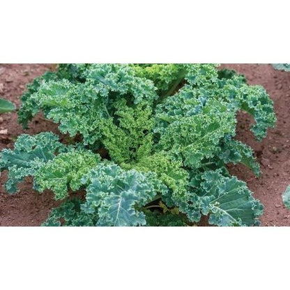 Kale - Blue Curled (Heirloom) - Whitwam Organics