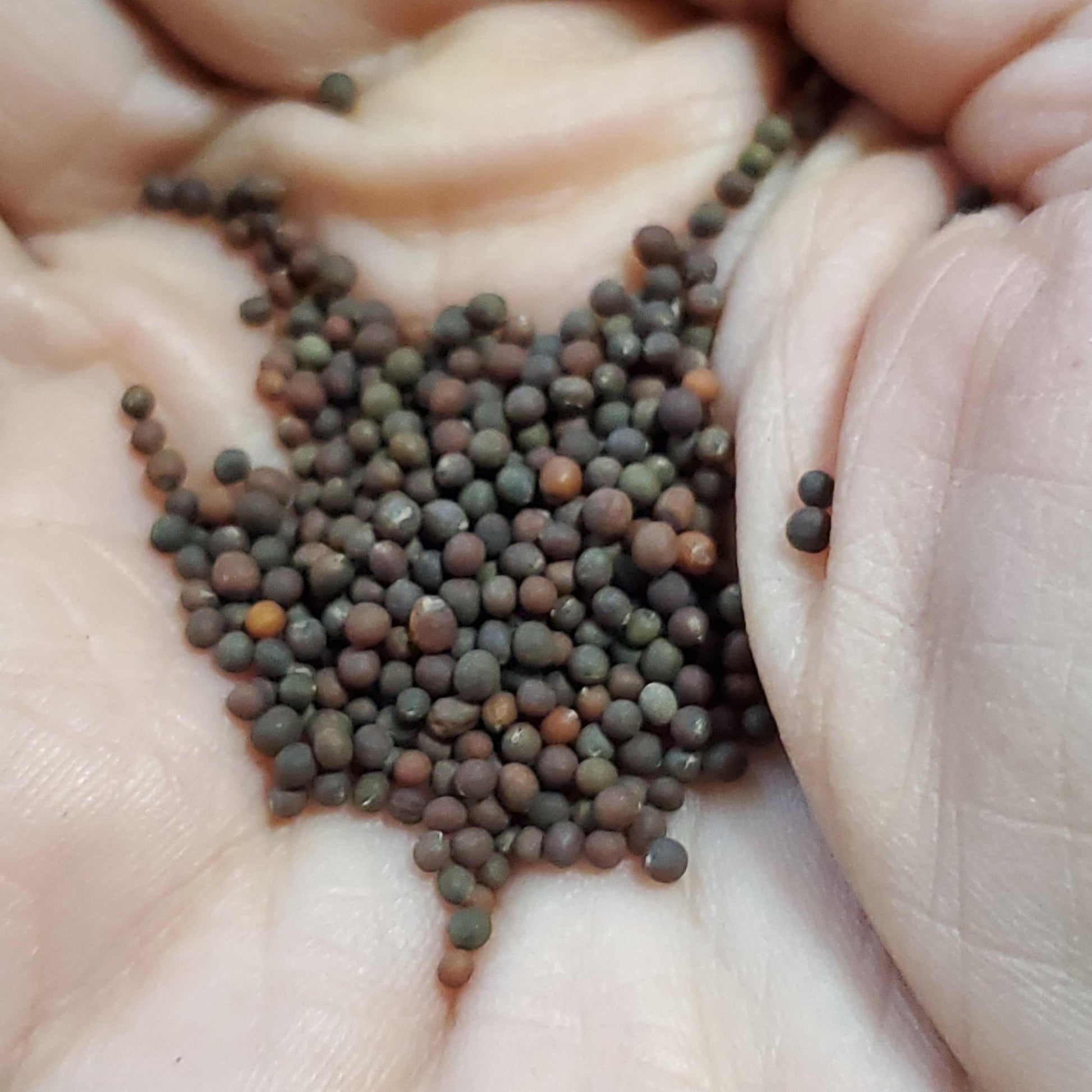 Kale - Lacinato (Heirloom) - Whitwam Organics