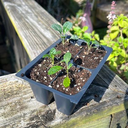 Kale - Lacinato (Heirloom) - Whitwam Organics