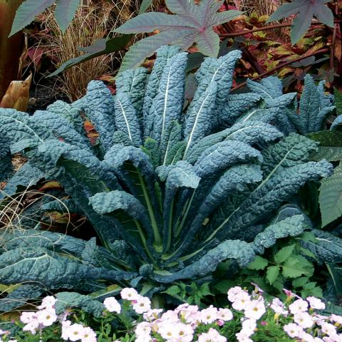 Kale - Lacinato (Heirloom) - Whitwam Organics