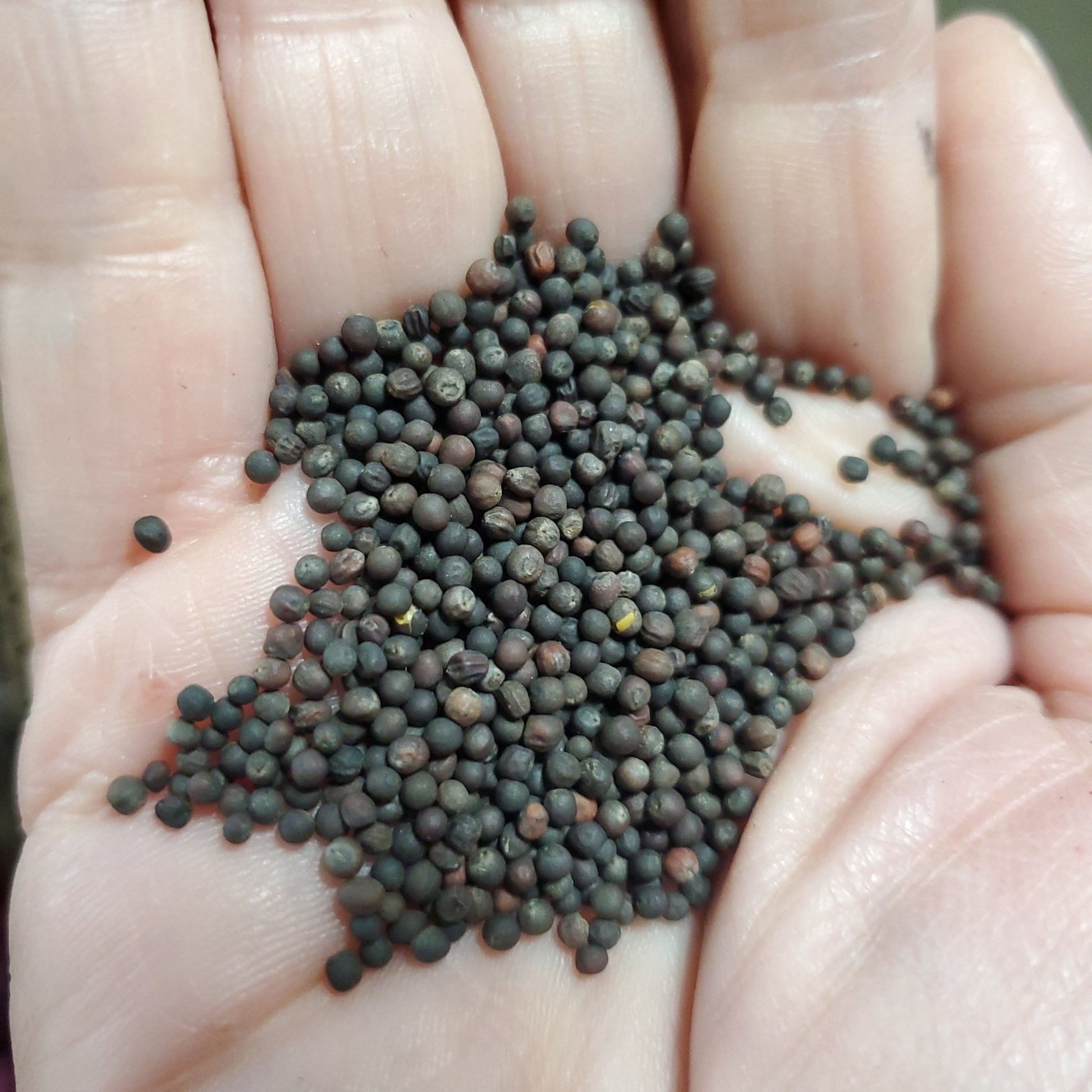 Kale - Red - Whitwam Organics