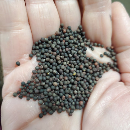 Kale - Red - Whitwam Organics