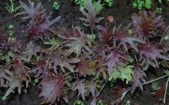 Kale - Red - Whitwam Organics