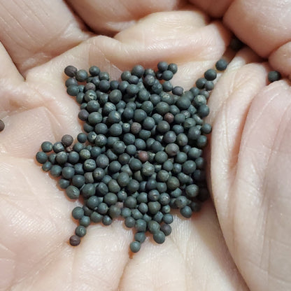 Kale - Red Russian (Heirloom) - Whitwam Organics