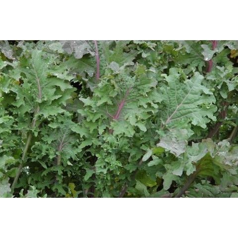 Kale - Red Russian (Heirloom) - Whitwam Organics