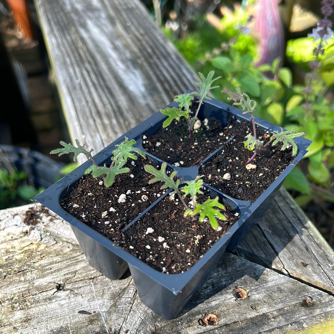 Kale - Red Russian (Heirloom) - Whitwam Organics