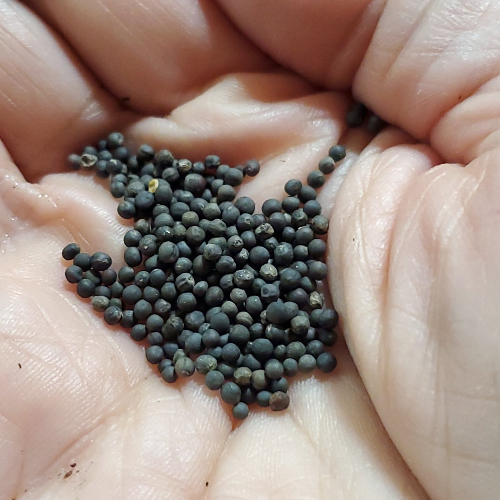 Kale - Siberian (Heirloom) - Whitwam Organics