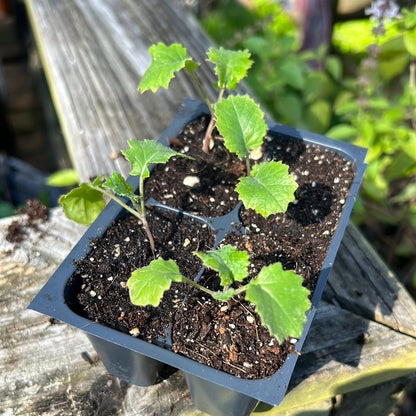Kale - Siberian (Heirloom) - Whitwam Organics