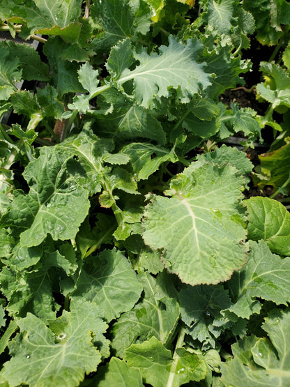 Kale - Siberian (Heirloom) - Whitwam Organics