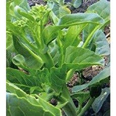 Kale - Suiho Chinese Flowering Kale, Chinese Broccoli - Whitwam Organics