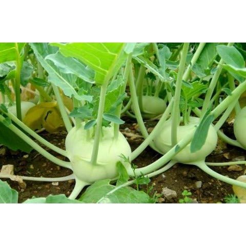 Kohlrabi - Green - Whitwam Organics