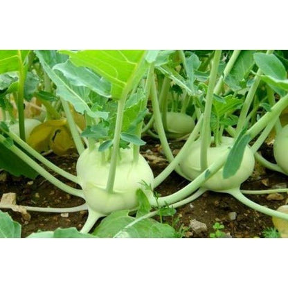 Kohlrabi - Green - Whitwam Organics