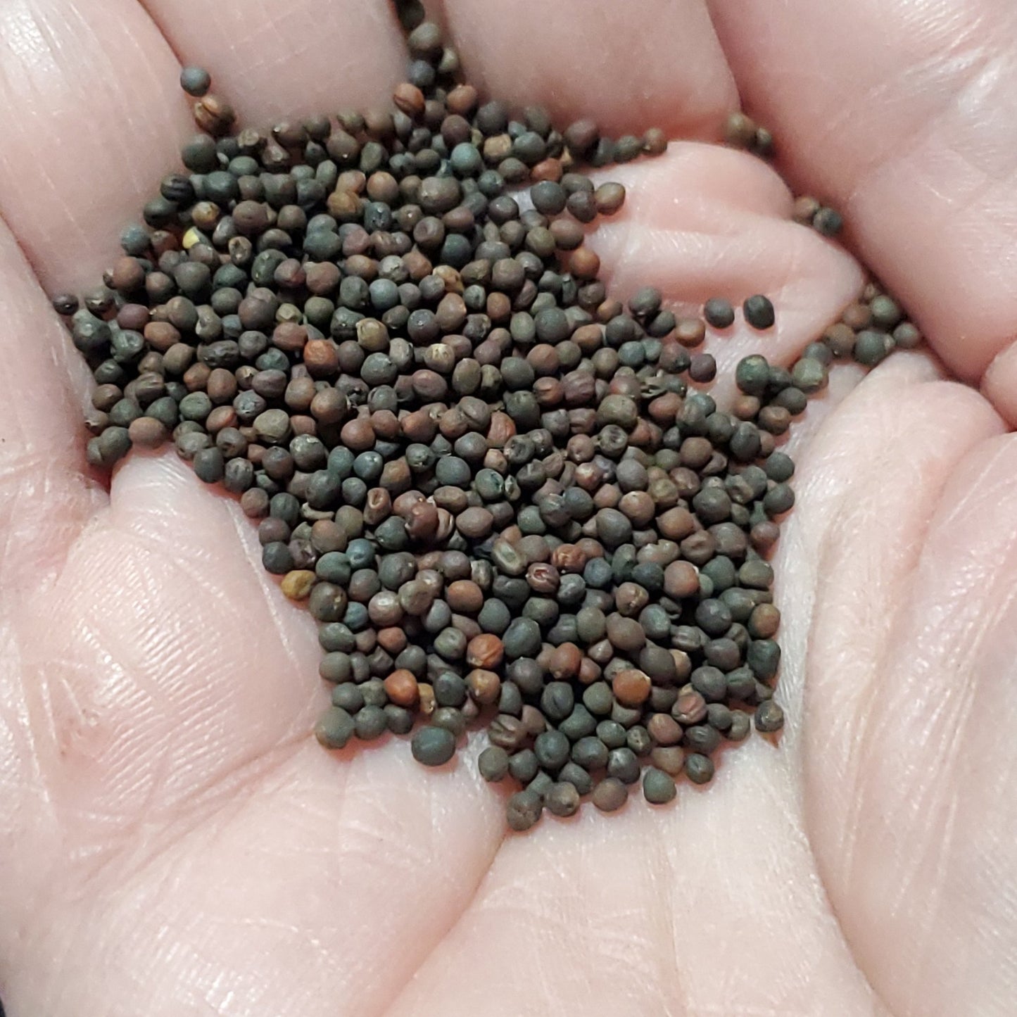 Kohlrabi - Green - Whitwam Organics