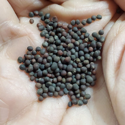 Kohlrabi - Purple Vienna - Whitwam Organics