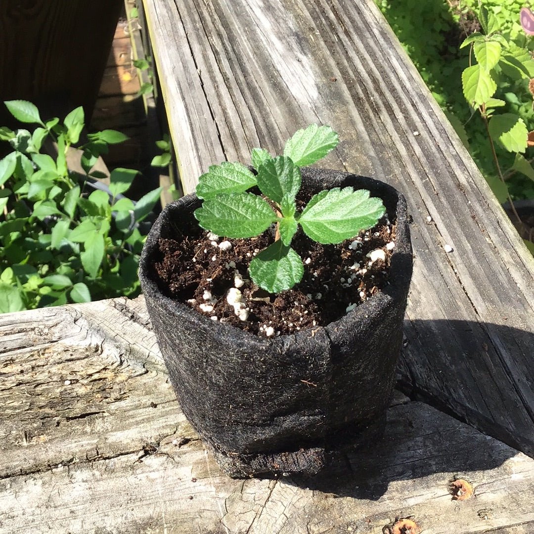 Lantana - New Gold Yellow Lantana (sterile) (Florida Friendly) - Whitwam Organics