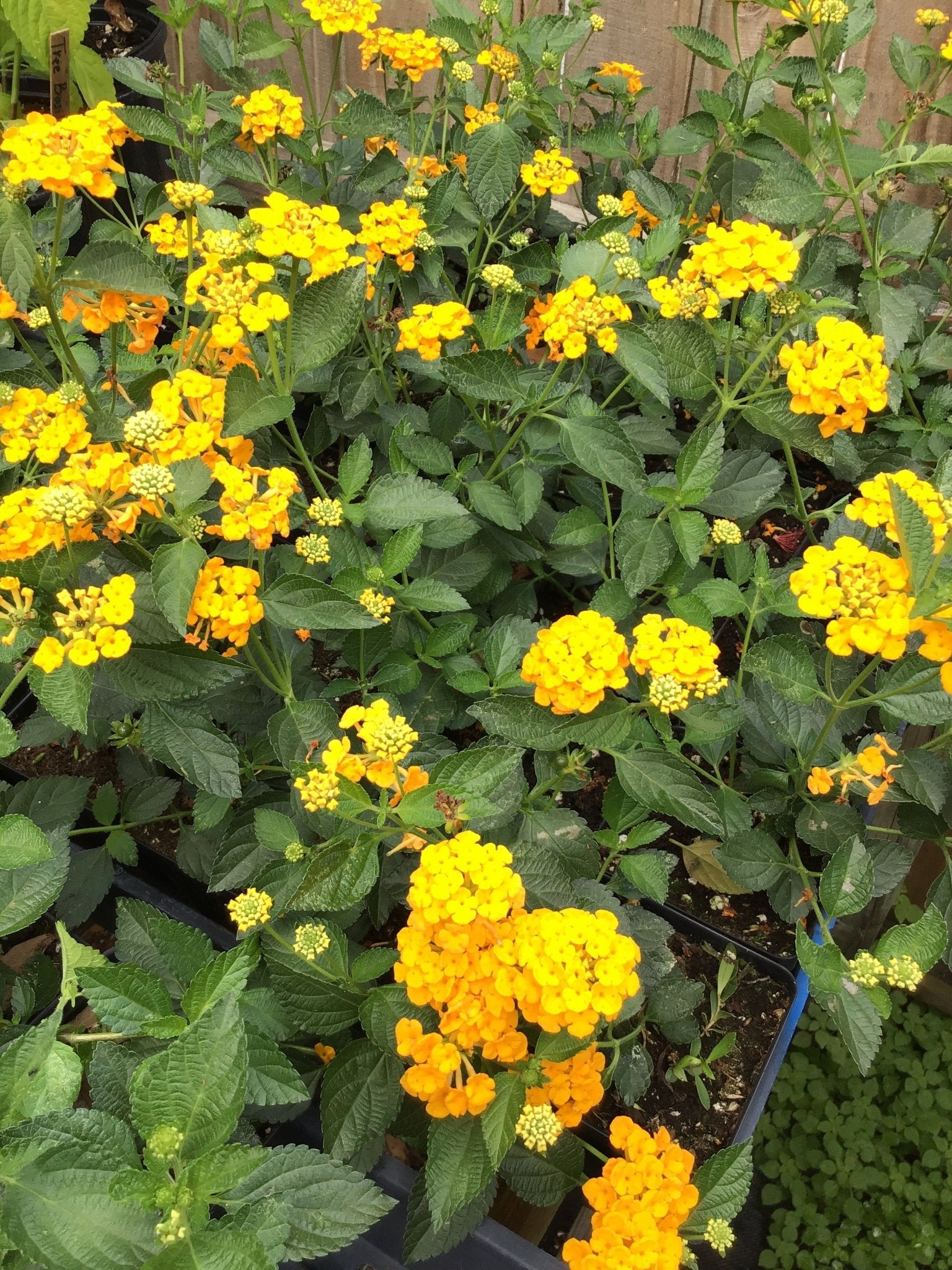 Lantana - New Gold Yellow Lantana (sterile) (Florida Friendly) - Whitwam Organics